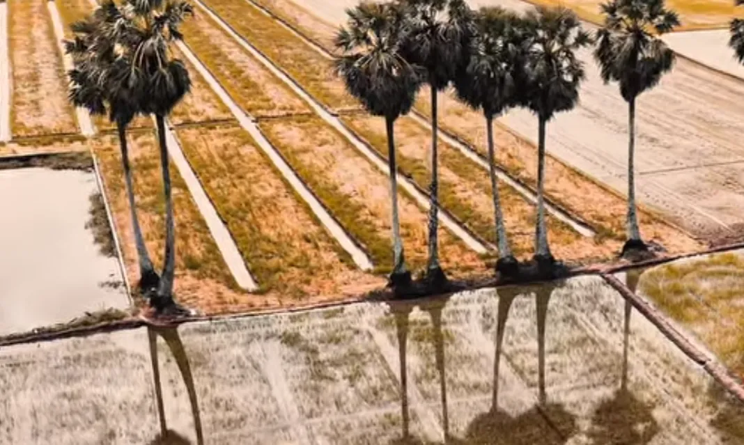 Tr&agrave; C&uacute;: Miền t&acirc;m linh rực rỡ sắc m&agrave;u giữa l&ograve;ng Tr&agrave; Vinh- Ảnh 4.