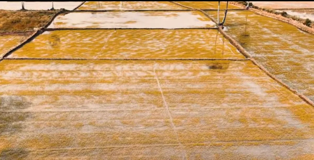 Tr&agrave; C&uacute;: Miền t&acirc;m linh rực rỡ sắc m&agrave;u giữa l&ograve;ng Tr&agrave; Vinh- Ảnh 3.