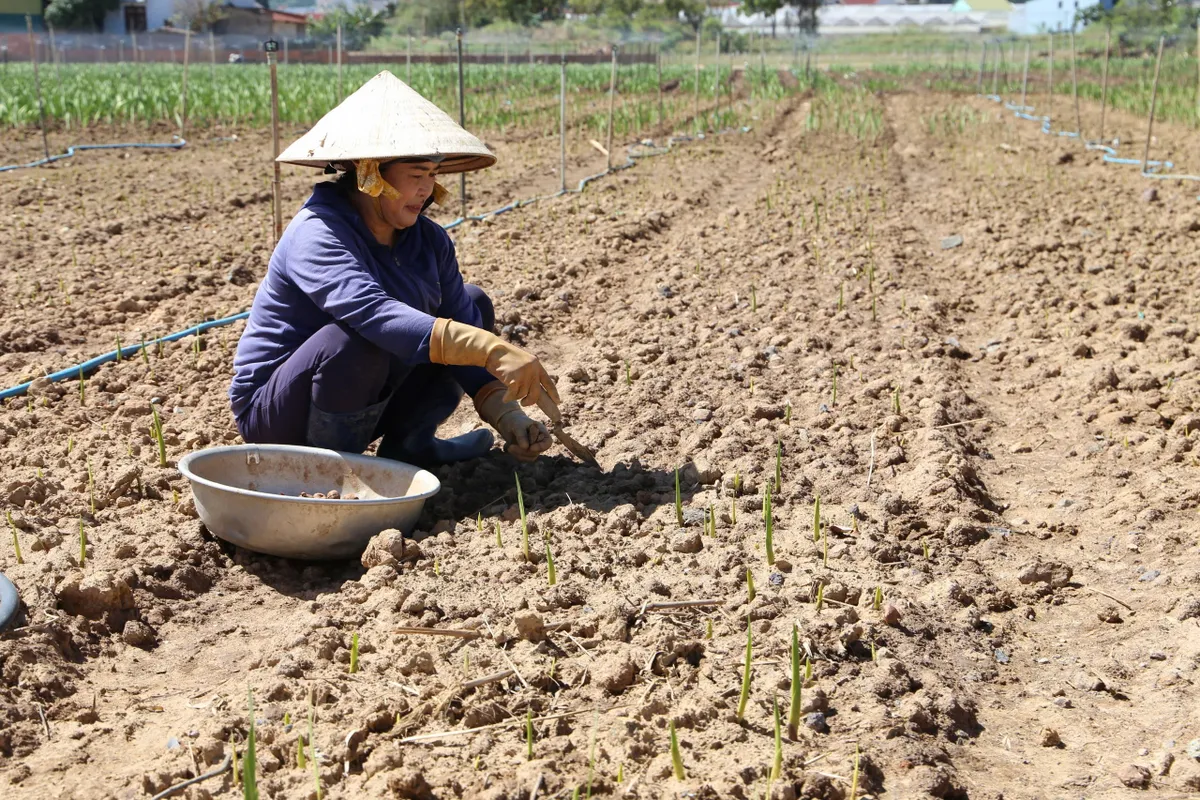 L&acirc;m Đồng gồng m&igrave;nh cứu vớt &ldquo;thủ phủ&rdquo; hoa lay ơn sau 5 đợt lũ li&ecirc;n tiếp - Ảnh 3.