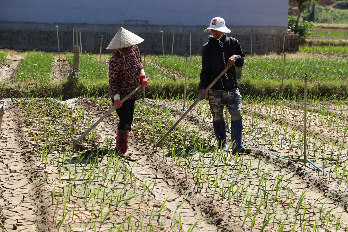 L&acirc;m Đồng gồng m&igrave;nh cứu vớt &ldquo;thủ phủ&rdquo; hoa lay ơn sau 5 đợt lũ li&ecirc;n tiếp - Ảnh 4.