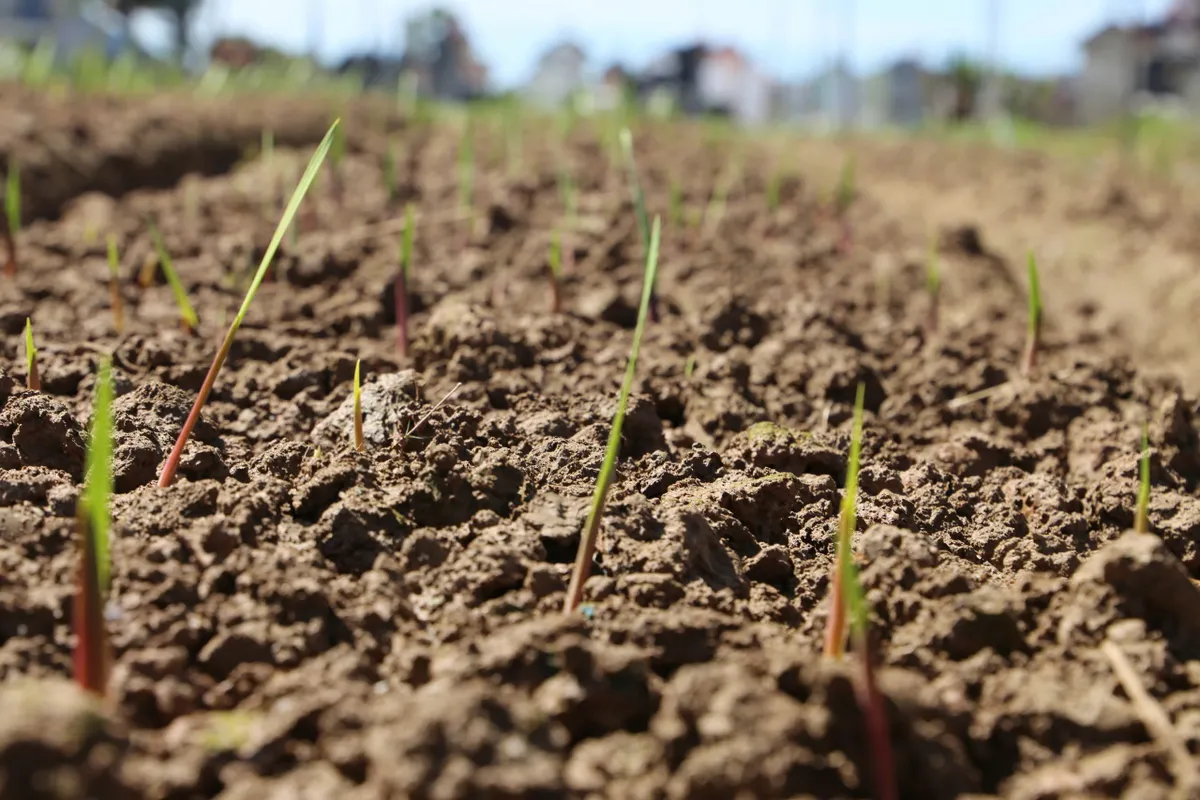 L&acirc;m Đồng gồng m&igrave;nh cứu vớt &ldquo;thủ phủ&rdquo; hoa lay ơn sau 5 đợt lũ li&ecirc;n tiếp - Ảnh 2.