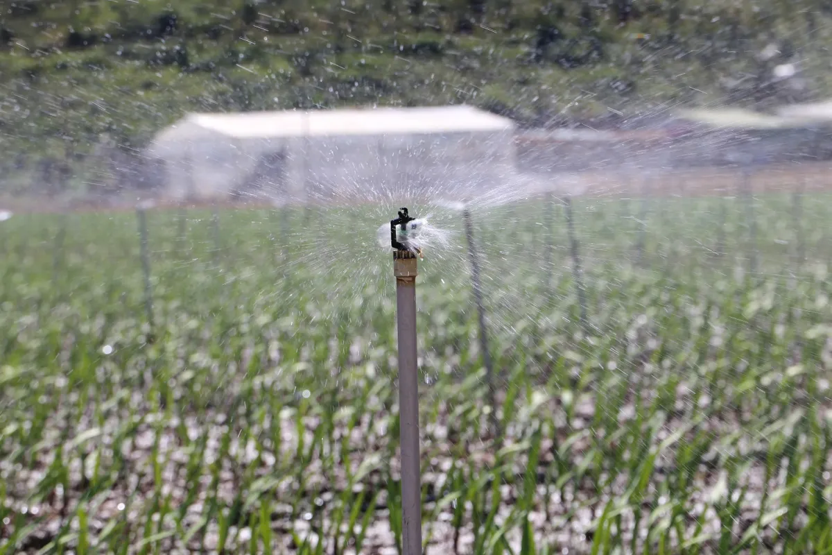 L&acirc;m Đồng gồng m&igrave;nh cứu vớt &ldquo;thủ phủ&rdquo; hoa lay ơn sau 5 đợt lũ li&ecirc;n tiếp - Ảnh 7.