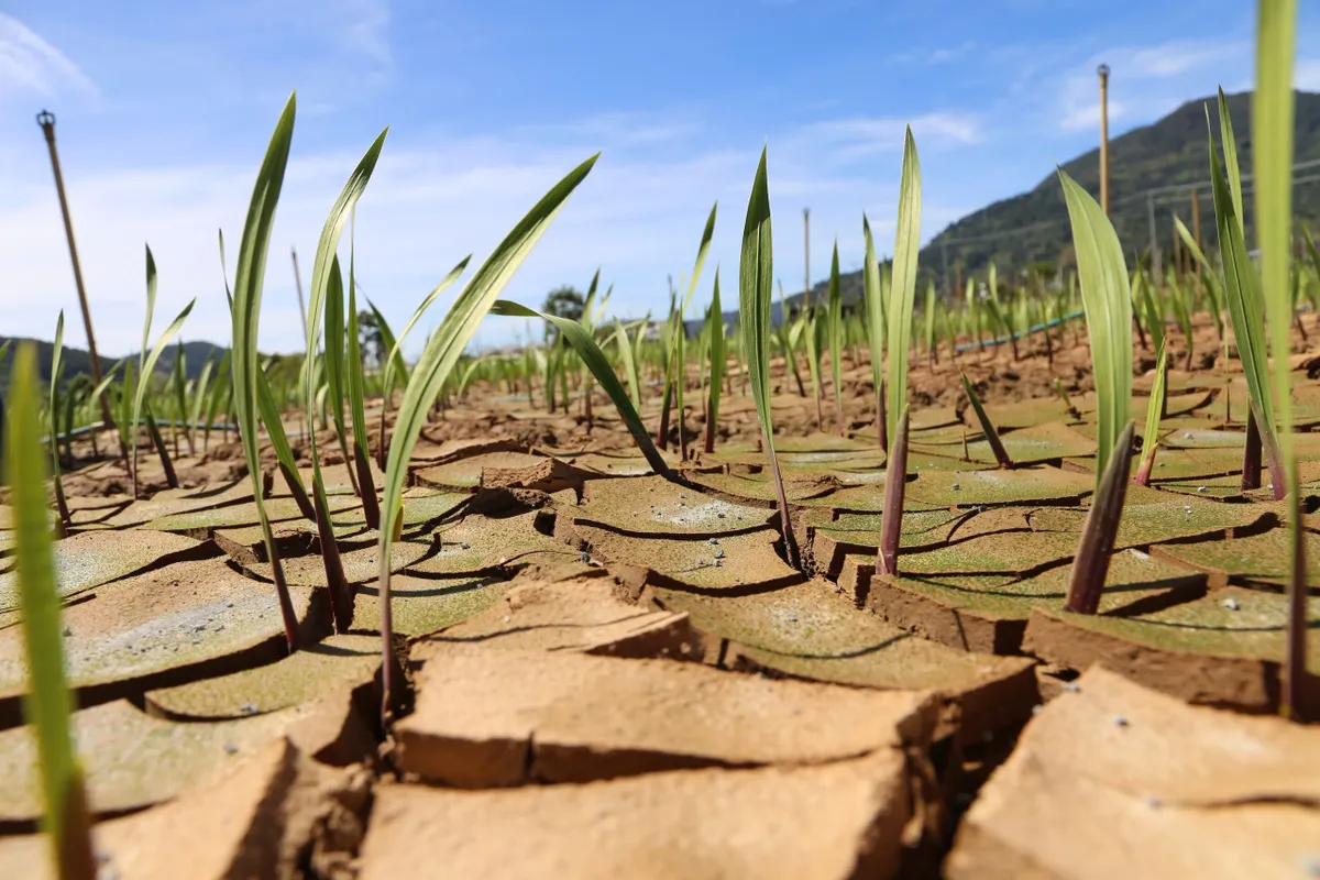 L&acirc;m Đồng gồng m&igrave;nh cứu vớt &ldquo;thủ phủ&rdquo; hoa lay ơn sau 5 đợt lũ li&ecirc;n tiếp - Ảnh 6.