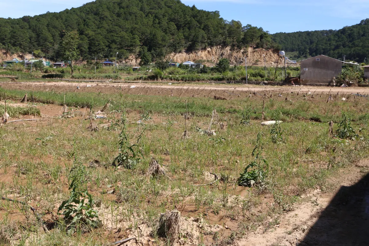 L&acirc;m Đồng gồng m&igrave;nh cứu vớt &ldquo;thủ phủ&rdquo; hoa lay ơn sau 5 đợt lũ li&ecirc;n tiếp - Ảnh 1.