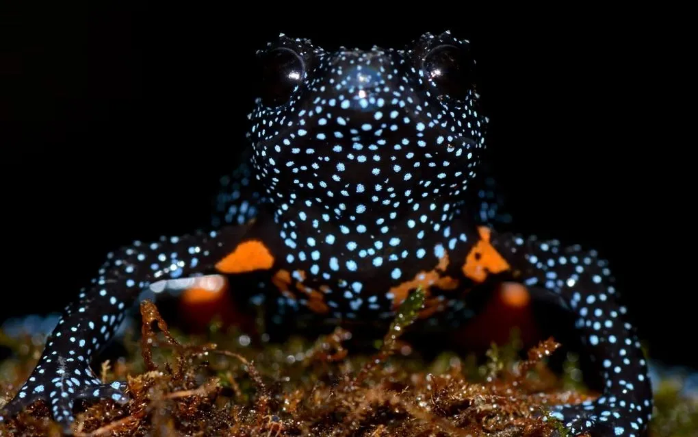 Ếch “thiên hà” có kích thước chỉ bằng đầu ngón tay (Ảnh: Rajkumar K P/Zoological Society of London)