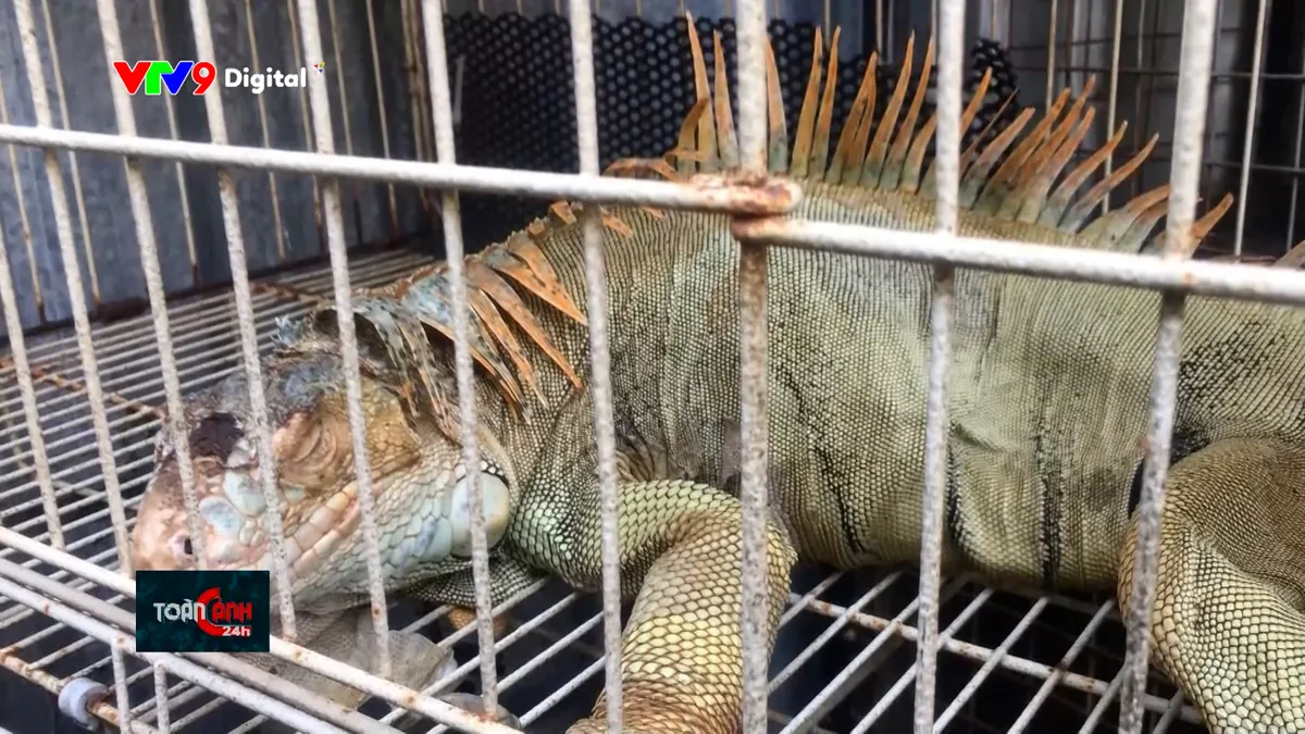 Vẫn còn nuôi, nhốt động vật hoang dã không rõ nguồn gốc