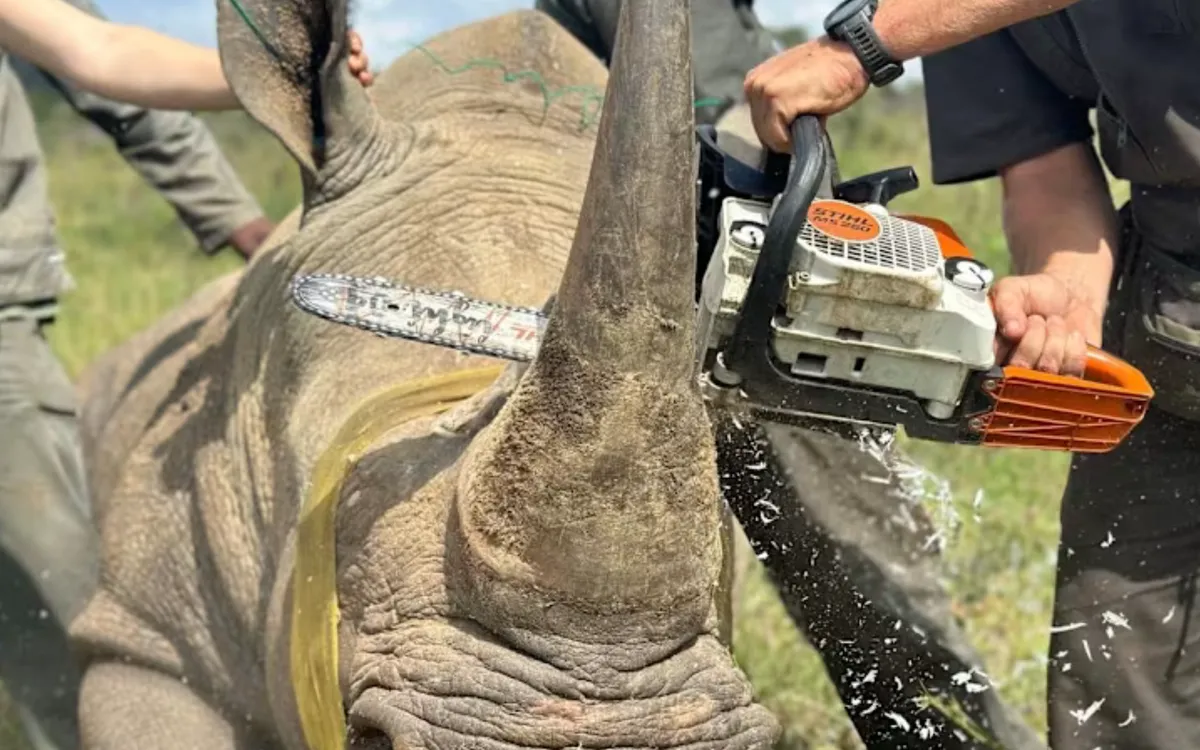 (Ảnh: WWF South Africa) 