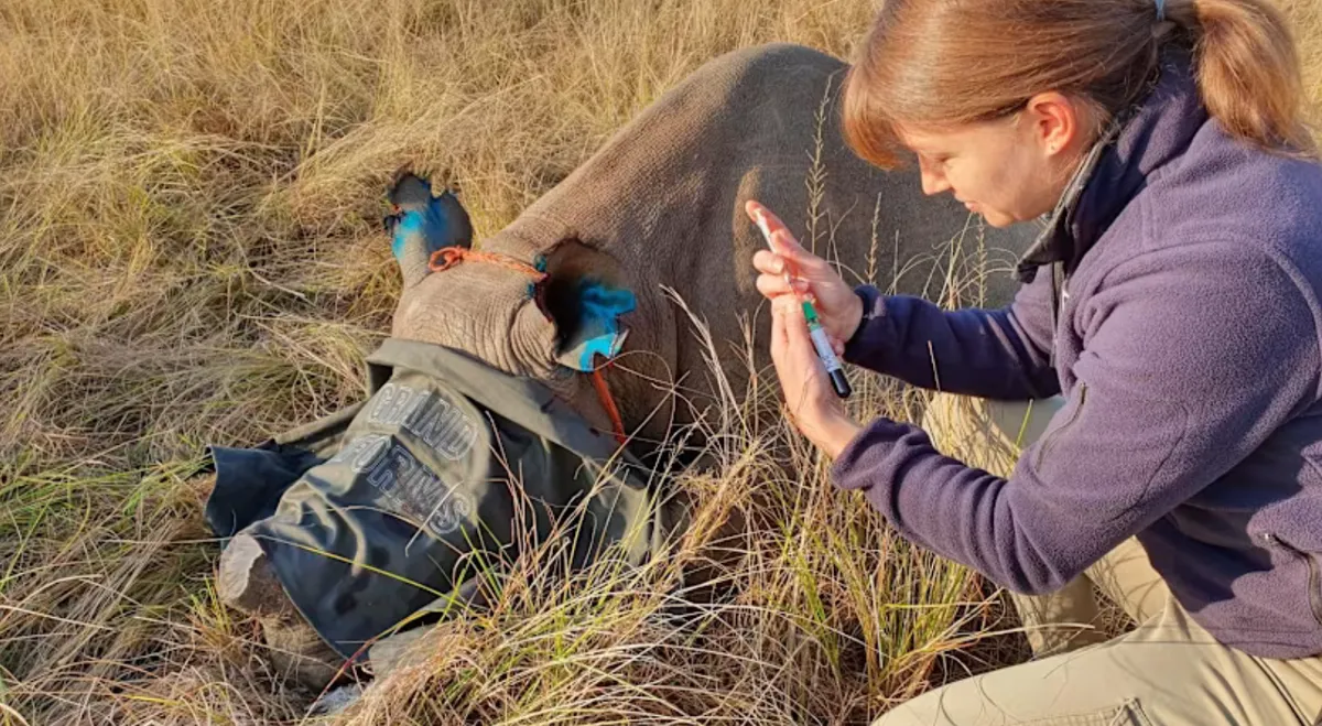 Vạch trần tuyến đường bu&ocirc;n lậu d&agrave;i 9.000 km đưa sừng t&ecirc; gi&aacute;c từ Nam Phi qua Singapore- Ảnh 1.