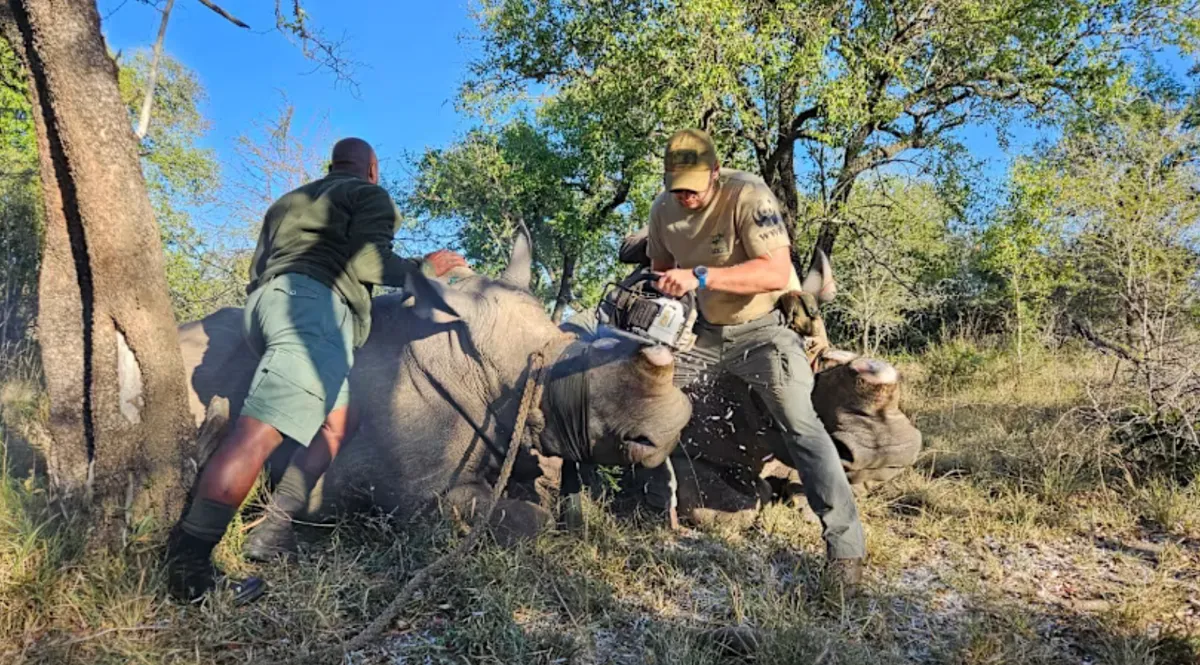 Vạch trần tuyến đường bu&ocirc;n lậu d&agrave;i 9.000 km đưa sừng t&ecirc; gi&aacute;c từ Nam Phi qua Singapore- Ảnh 2.