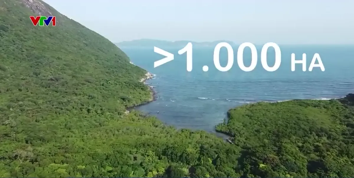 Giữ rừng, giữ biển giữa m&ugrave;a gi&oacute; chướng ở C&ocirc;n Đảo - Ảnh 1.