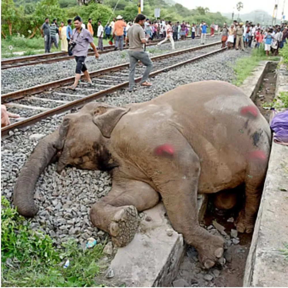 Đo&agrave;n t&agrave;u tại Ấn Độ đ&acirc;m v&agrave;o đ&agrave;n voi khiến 7 con chết tại chỗ- Ảnh 1.