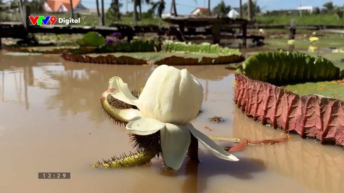 Ấn tượng Phương Nam: Lạ mắt vườn hoa thủy sinh 24h