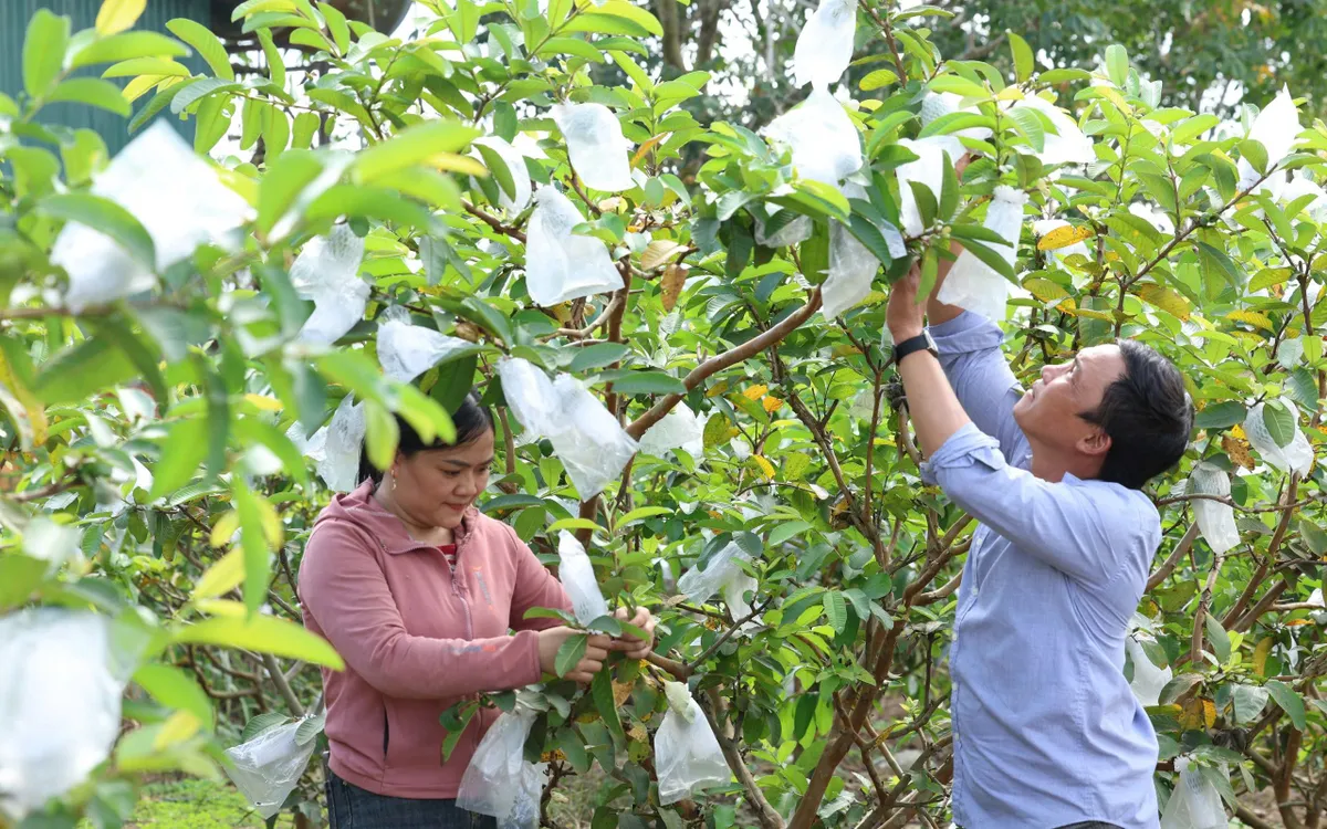 Vườn ổi chị Lan xanh tươi, thu nhập kinh tế ổn định mỗi năm.