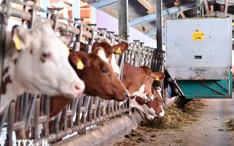 Bò sữa được nuôi tại trang trại ở Froideville, Thụy Sĩ. (Ảnh: THX/TTXVN)