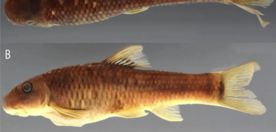 C&aacute; v&agrave; ong Việt Nam nằm trong số 70 lo&agrave;i sinh vật mới của năm 2025 - Ảnh 1.