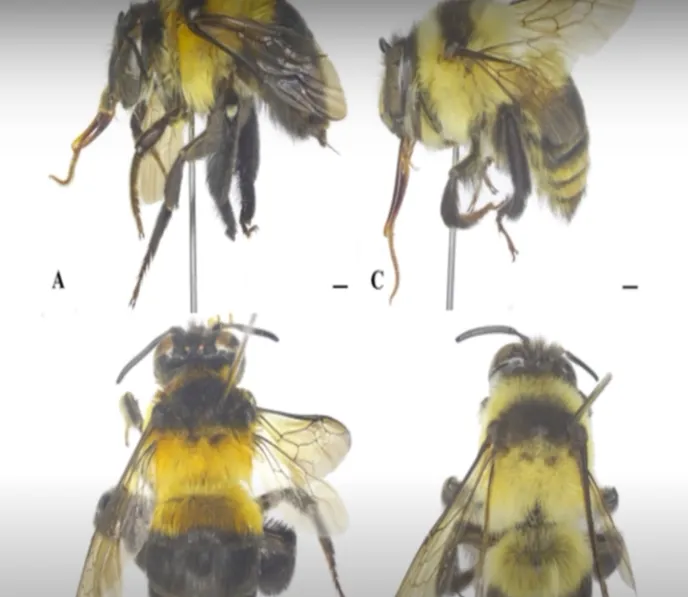 C&aacute; v&agrave; ong Việt Nam nằm trong số 70 lo&agrave;i sinh vật mới của năm 2025 - Ảnh 2.