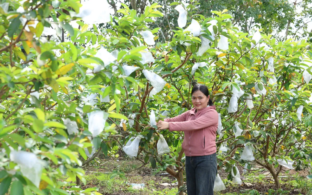 Chính sách triển khai sát thực tiễn giúp đồng bào dân tộc thiểu số ở xã Ea Súp, tỉnh Đắk Lắk ổn định sinh kế, nâng thu nhập, vươn lên thoát nghèo.