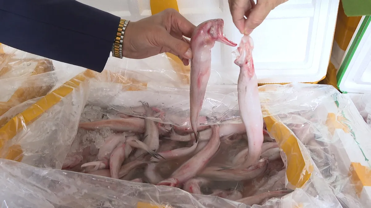 Thu giữ gần 10 tấn c&aacute; khoai sử dụng chất cấm bảo quản  - Ảnh 2.