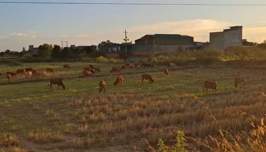 Ea S&uacute;p - Những điểm s&aacute;ng từ Chương tr&igrave;nh mục ti&ecirc;u quốc gia 1719 - Ảnh 2.