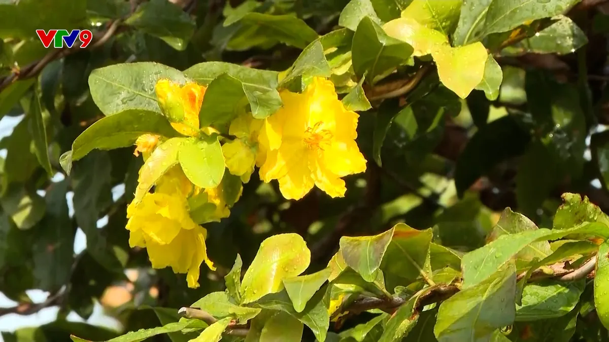 Để vụ hoa mai tết có giá phù hợp