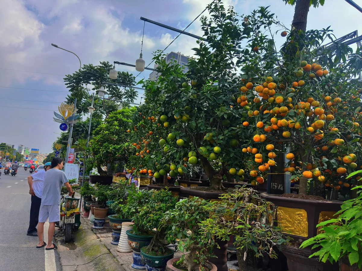 TP Hồ Ch&iacute; Minh: Hoa, kiểng Tết đ&atilde; về phố- Ảnh 2.