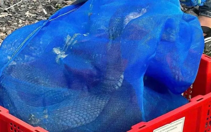 Công an Quảng Trị phát hiện gần 1 tấn rắn hổ mang không có giấy tờ chứng minh nguồn gốc hợp pháp