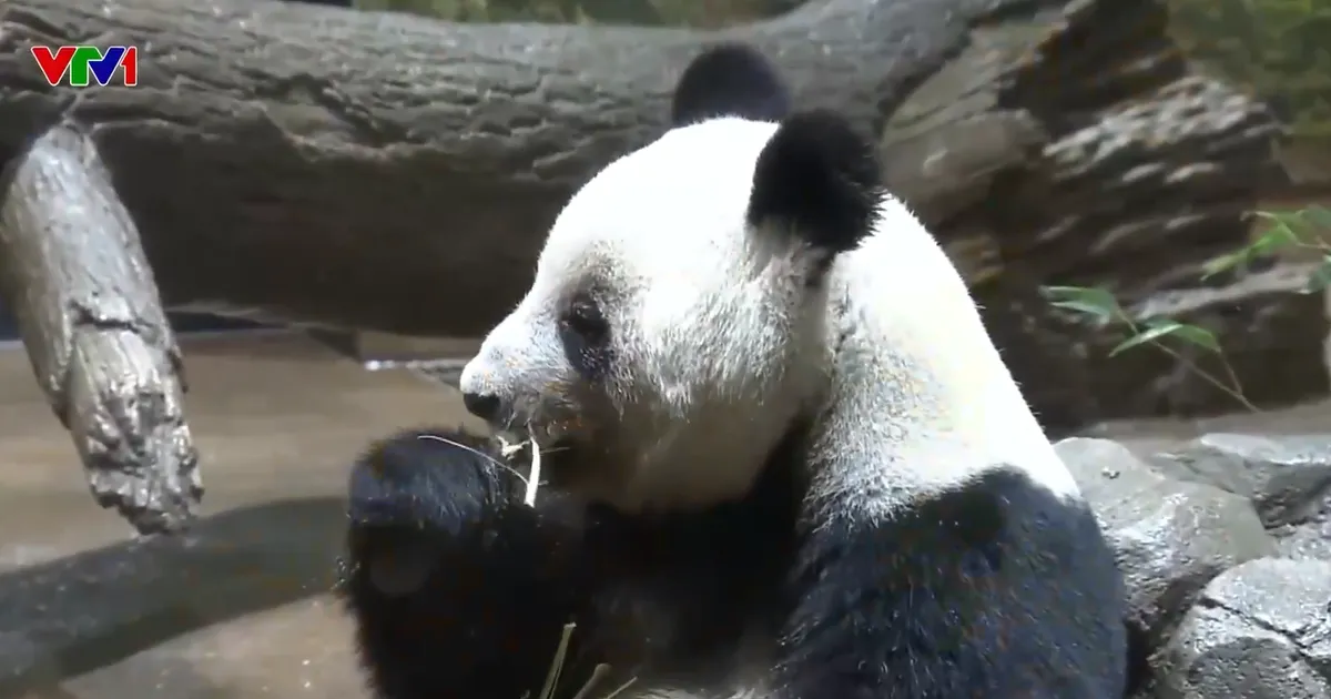 Cơn sốt chia tay gấu tr&uacute;c ở vườn th&uacute; Nhật Bản - Ảnh 1.