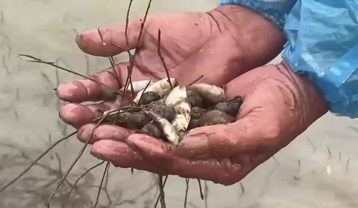 Khẩn trương xử l&yacute; &ocirc; nhiễm sau sự cố tr&agrave;n dầu ở Quảng Ng&atilde;i - Ảnh 3.