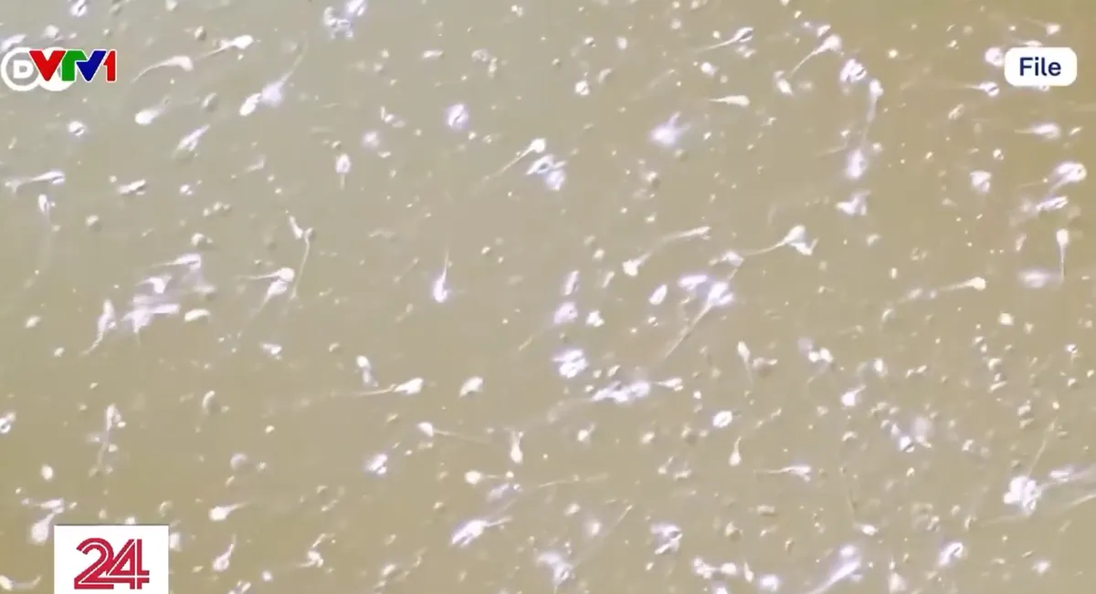 Lỗ hổng trong ng&agrave;nh thương mại tinh tr&ugrave;ng tại ch&acirc;u &Acirc;u - Ảnh 1.