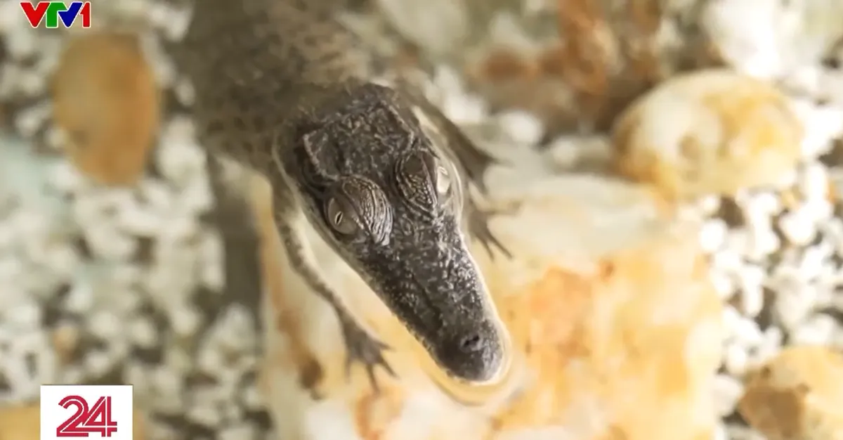 Nu&ocirc;i c&aacute; sấu l&agrave;m th&uacute; cưng - th&uacute; vui mới tại Australia- Ảnh 1.