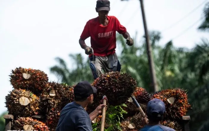 Thu hoạch trái cọ dầu ở Tây Java, Indonesia. (Ảnh: THX/TTXVN)