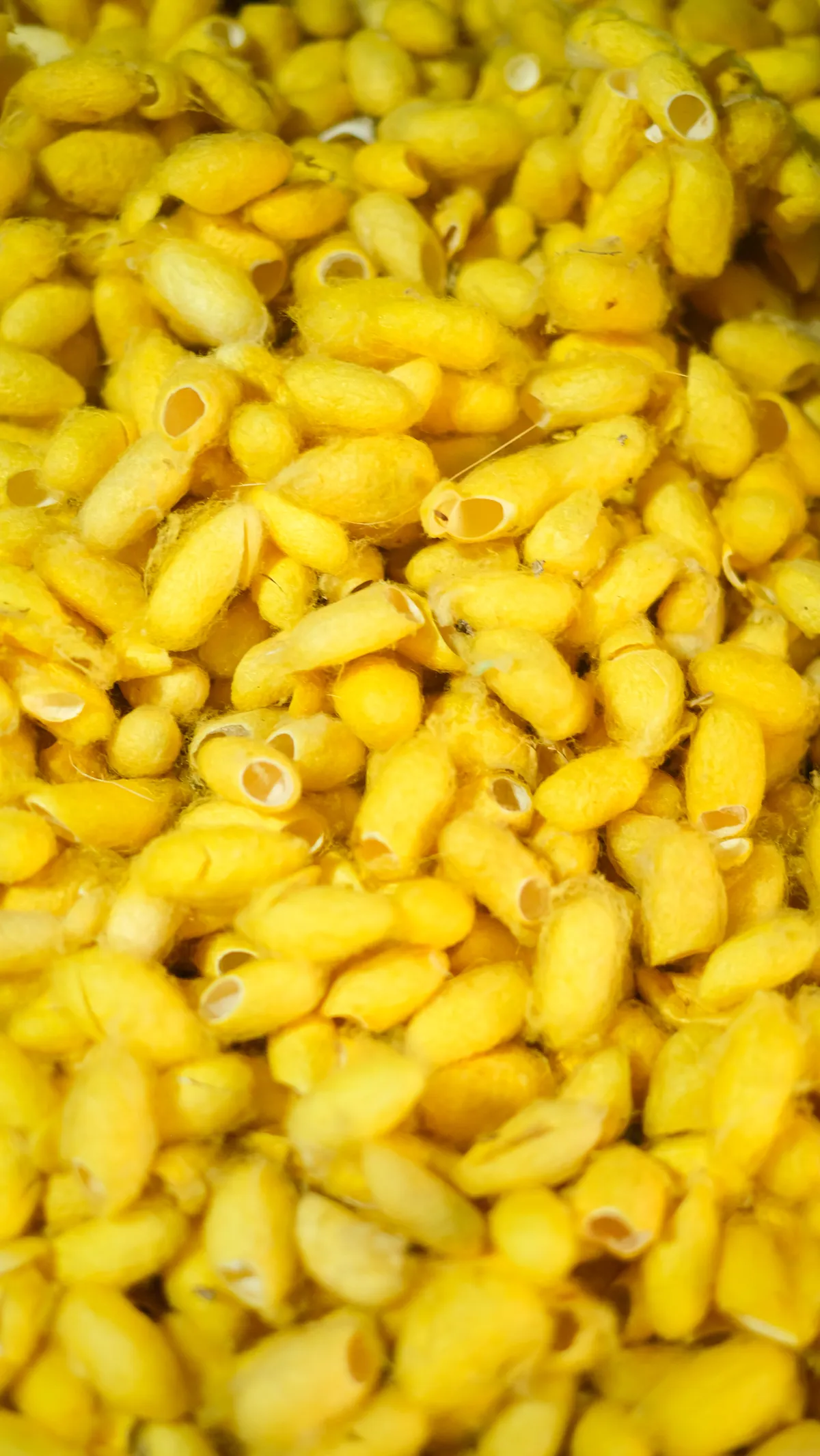 Tằm tự dệt tơ - Nghệ thuật từ những nong k&eacute;n Ph&ugrave;ng X&aacute; - Ảnh 3.