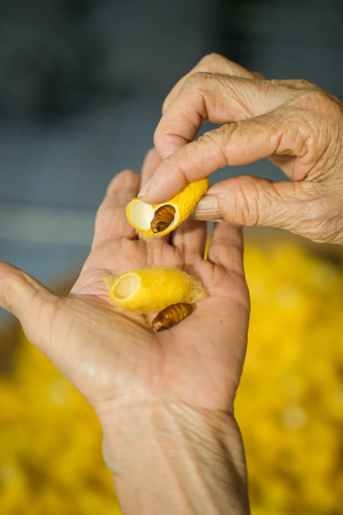 Tằm tự dệt tơ - Nghệ thuật từ những nong k&eacute;n Ph&ugrave;ng X&aacute; - Ảnh 7.