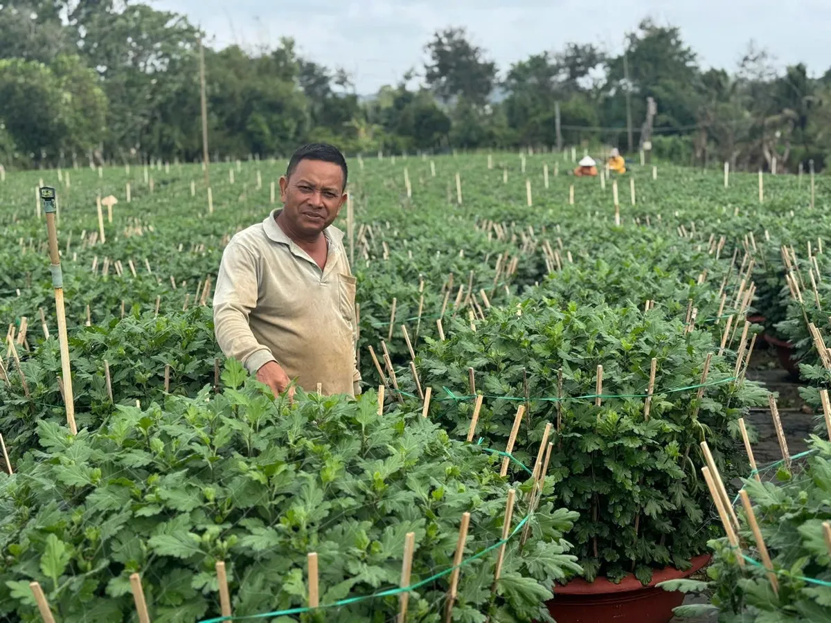 L&agrave;ng hoa Đắk Lắk gượng dậy sau lũ để kịp v&agrave;o vụ Tết Nguy&ecirc;n Đ&aacute;n - Ảnh 3.