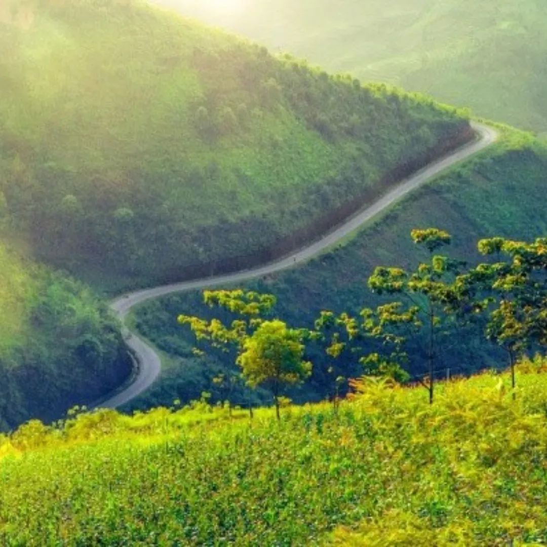 Sắc m&agrave;u đ&aacute; x&aacute;m: H&agrave;nh tr&igrave;nh săn hoa tam gi&aacute;c mạch v&agrave; hoa cải tr&ecirc;n những rẻo cao ph&iacute;a Bắc- Ảnh 1.