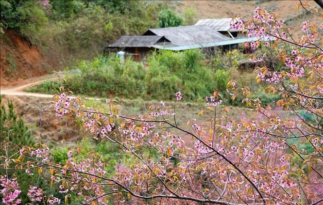 Sắc m&agrave;u đ&aacute; x&aacute;m: H&agrave;nh tr&igrave;nh săn hoa tam gi&aacute;c mạch v&agrave; hoa cải tr&ecirc;n những rẻo cao ph&iacute;a Bắc- Ảnh 4.
