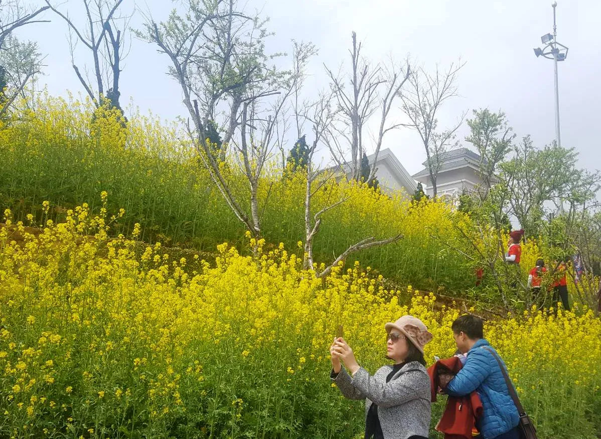 Sắc m&agrave;u đ&aacute; x&aacute;m: H&agrave;nh tr&igrave;nh săn hoa tam gi&aacute;c mạch v&agrave; hoa cải tr&ecirc;n những rẻo cao ph&iacute;a Bắc- Ảnh 3.