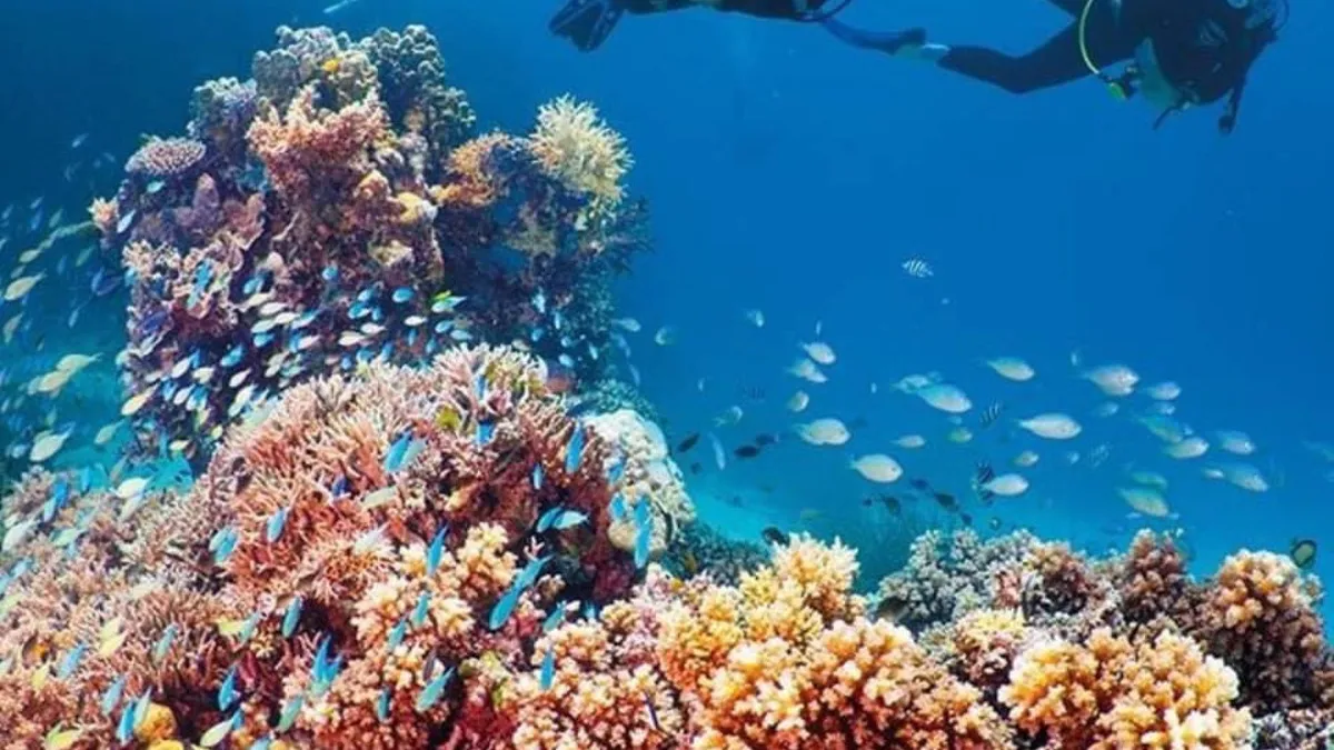 Dưới l&agrave;n nước xanh: H&agrave;nh tr&igrave;nh kh&aacute;m ph&aacute; "vườn địa đ&agrave;ng" san h&ocirc; tại Nha Trang v&agrave; Ph&uacute; Quốc- Ảnh 1.