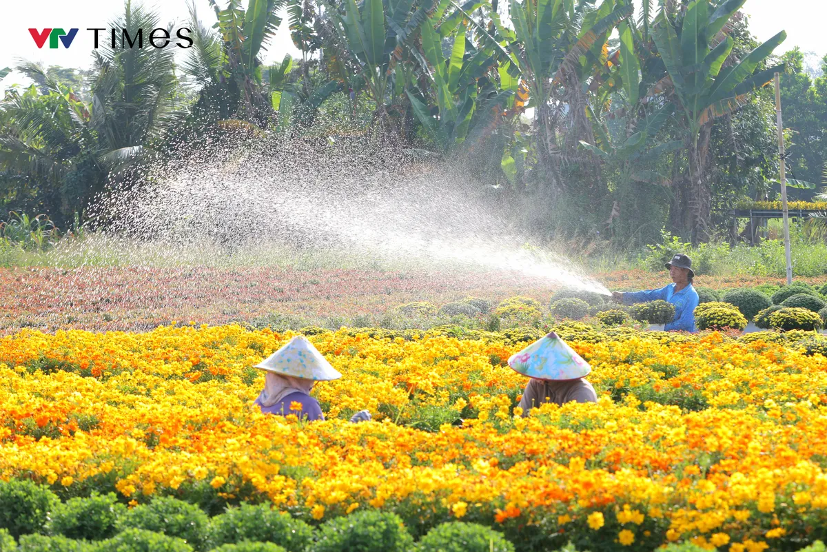 Hàng triệu bông hoa khoe sắc tại Lễ hội Hoa – Kiểng Sa Đéc 2025- Ảnh 1. Hàng triệu bông hoa khoe sắc tại Lễ hội Hoa – Kiểng Sa Đéc 2025- Ảnh 1.