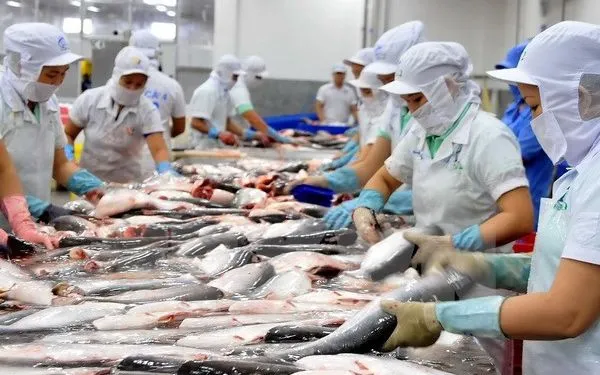 Chế biến cá tra xuất khẩu. (Ảnh: An Hiếu/TTXVN)