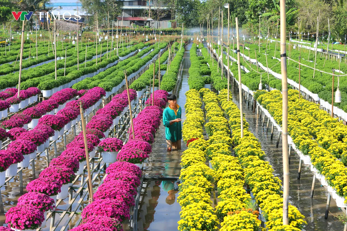 Hàng triệu bông hoa khoe sắc tại Lễ hội Hoa – Kiểng Sa Đéc 2025- Ảnh 5. Hàng triệu bông hoa khoe sắc tại Lễ hội Hoa – Kiểng Sa Đéc 2025- Ảnh 5.