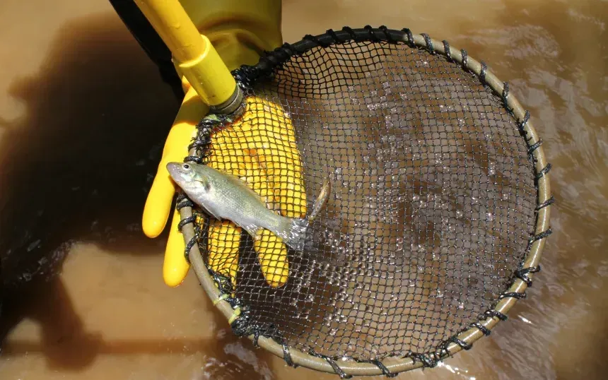 Cá Bloomfield River Cod chỉ dài tối đa khoảng 10 cm, tính từ đầu đến đuôi (Ảnh: Griffith University)