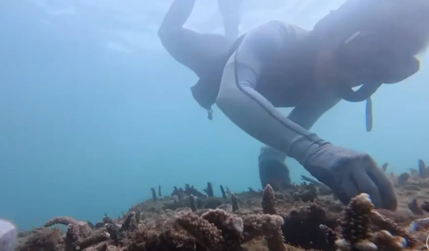 Những người &acirc;m thầm ươm mầm sống dưới đại dương  - Ảnh 2.