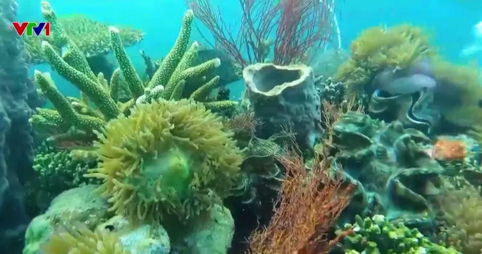 Những người &acirc;m thầm ươm mầm sống dưới đại dương  - Ảnh 3.