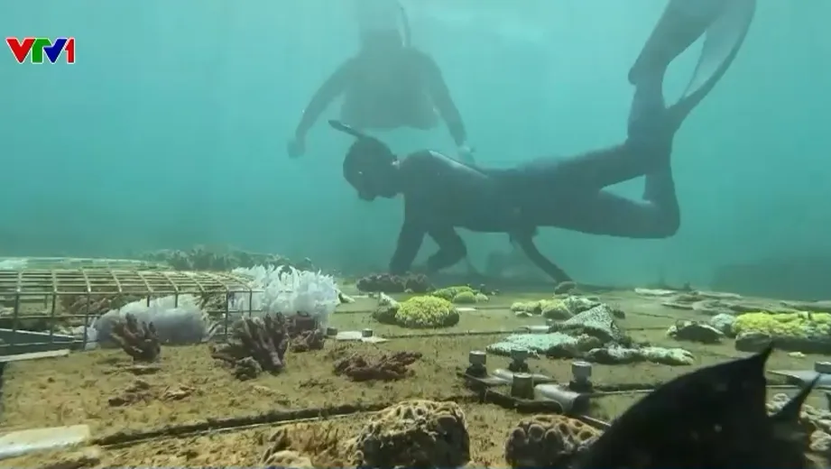 Những người &acirc;m thầm ươm mầm sống dưới đại dương  - Ảnh 1.