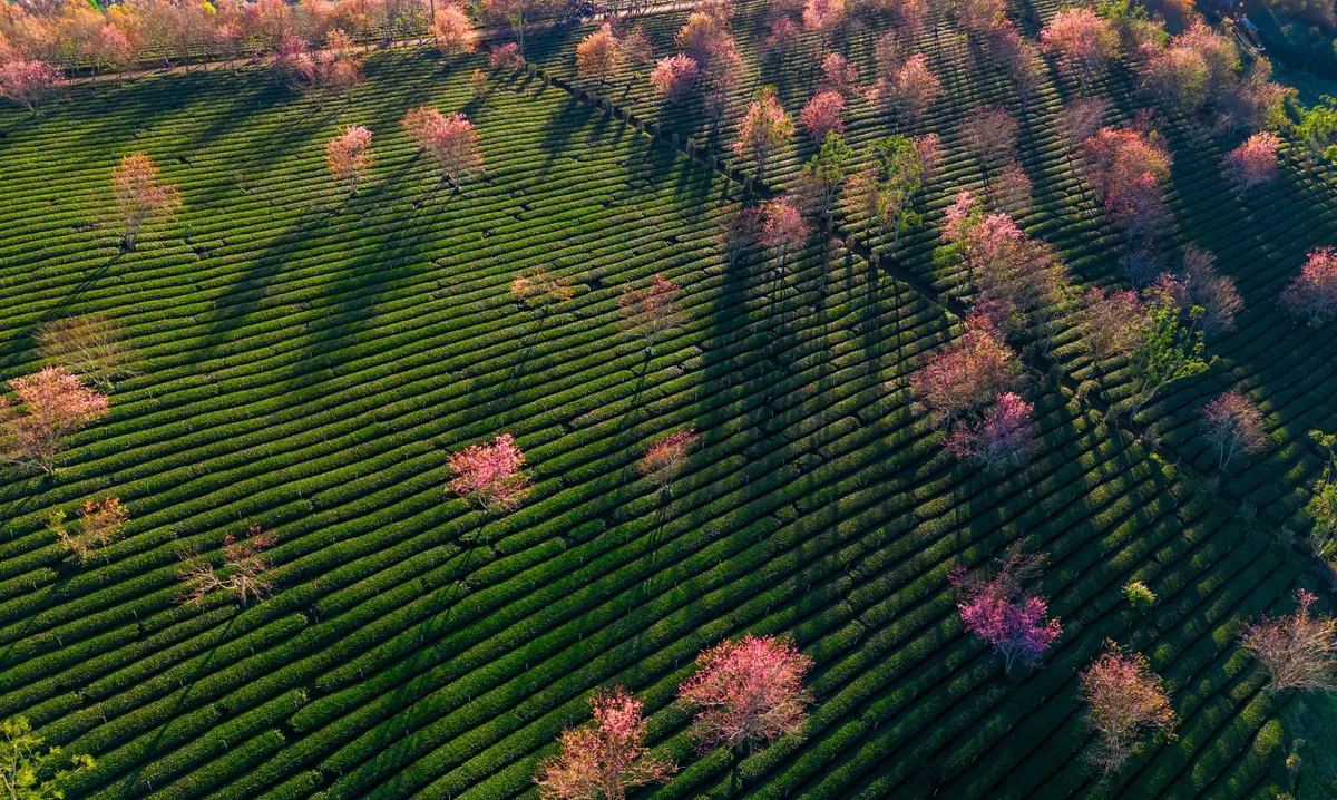 L&acirc;m Đồng: Mai anh đ&agrave;o Cầu Đất nở sớm, b&aacute;o hiệu Tết về tr&ecirc;n phố n&uacute;i - Ảnh 3.