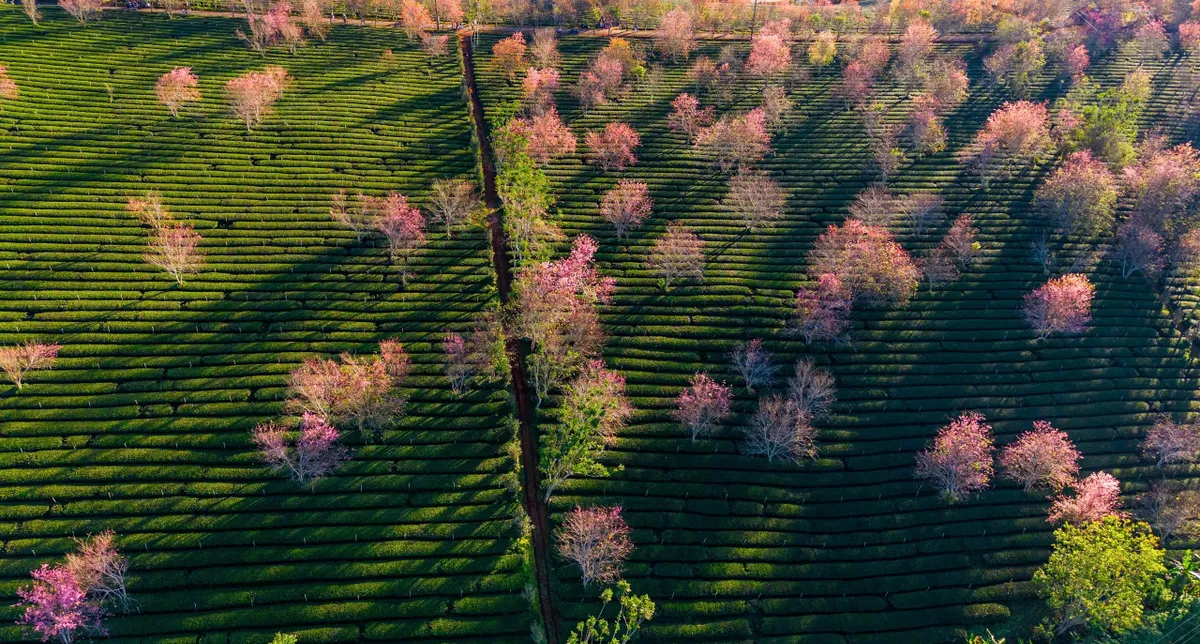 L&acirc;m Đồng: Mai anh đ&agrave;o Cầu Đất nở sớm, b&aacute;o hiệu Tết về tr&ecirc;n phố n&uacute;i - Ảnh 1.