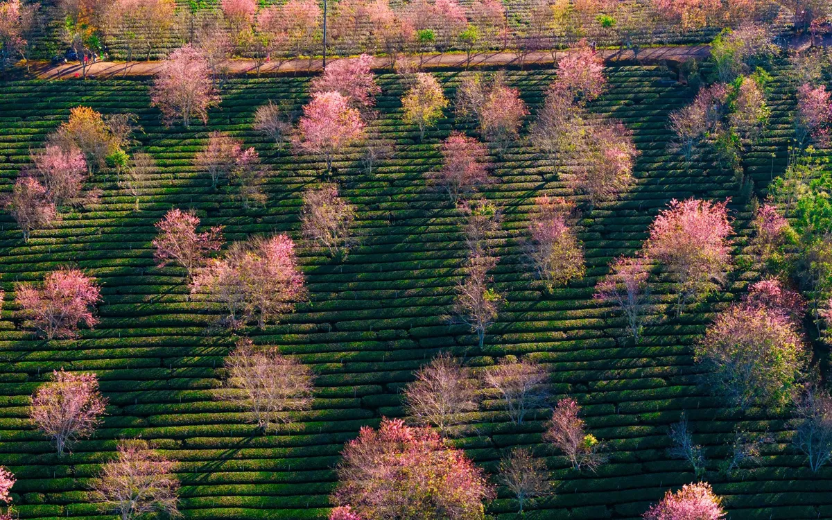 Mai anh đào Cầu Đất nở sớm, báo hiệu Tết về trên phố núi.