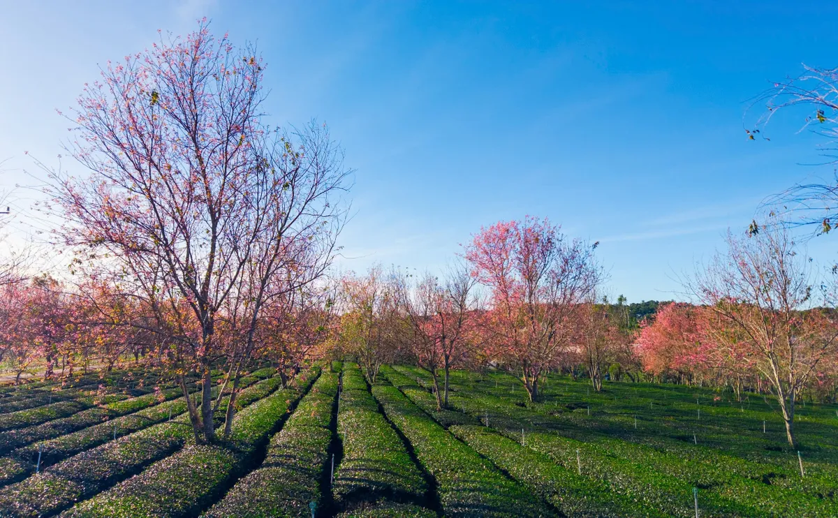 L&acirc;m Đồng: Mai anh đ&agrave;o Cầu Đất nở sớm, b&aacute;o hiệu Tết về tr&ecirc;n phố n&uacute;i - Ảnh 2.