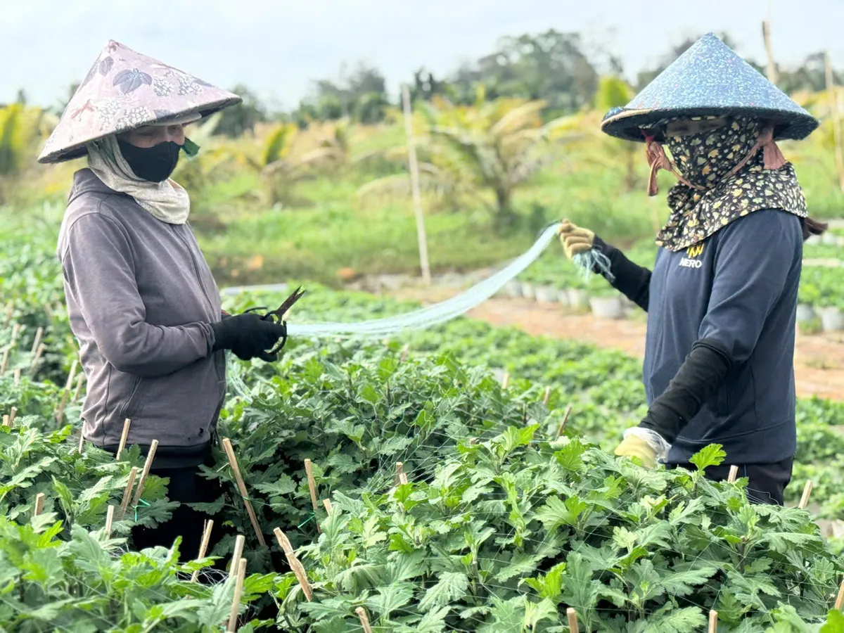 L&agrave;ng hoa Đắk Lắk gượng dậy sau lũ để kịp v&agrave;o vụ Tết Nguy&ecirc;n Đ&aacute;n - Ảnh 1.